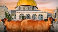 ذكرها أبو عبيدة في خطابه .. هذه قصّة البقرات الحمراء وعلاقتها بهدم الإسرائيليين للمسجد الأقصى